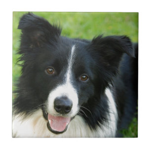 Border-Collie-Hund addieren Text-Haustier Fliese