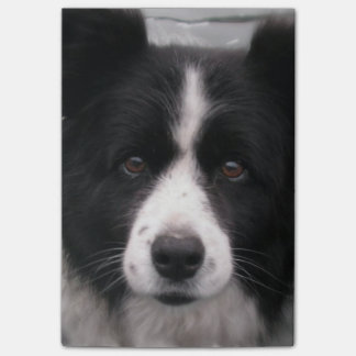 Border-Collie-Hund Post-it Klebezettel