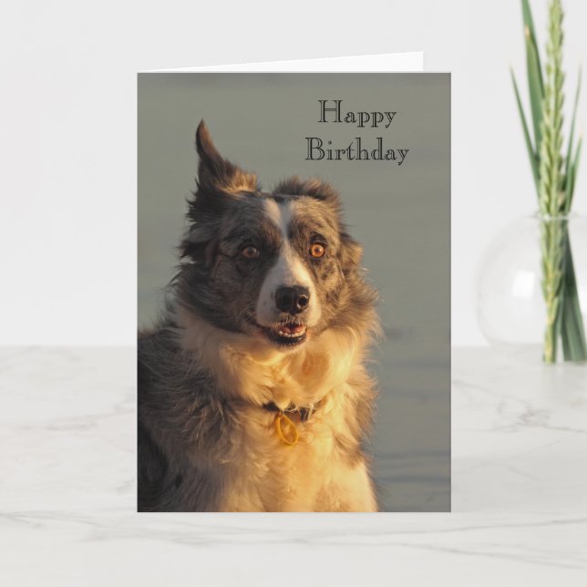 Border Collie Hund Running Happy Birthday Card Karte (Vorderseite)