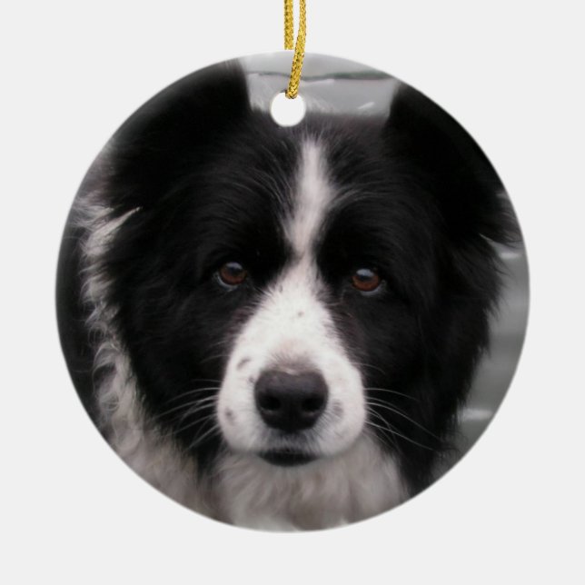 Border-Collie-Hundeverzierung Keramik Ornament (Vorne)