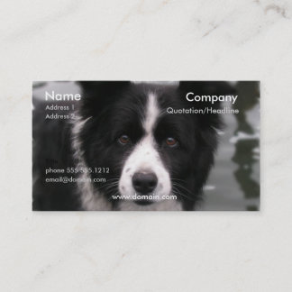 Border-Collie-HundeVisitenkarte Visitenkarte