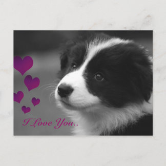 Border Collie, ich Liebe dir Postkarte