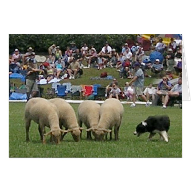 Border Collie in Action (Vorderseite (Horizontal))