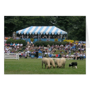Border Collie in Aktion