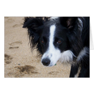 Border-Collie-Karte
