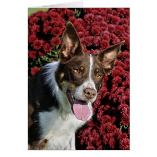 Border-Collie-Karte
