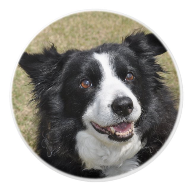 Border collie keramikknauf (Vorderseite)