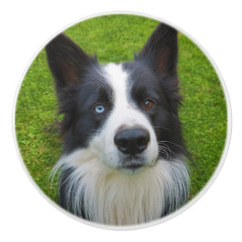 Border Collie Keramikknauf