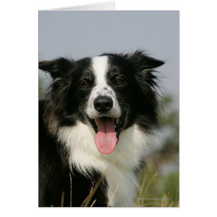 Border-Collie-KeuchenHeadshot 1