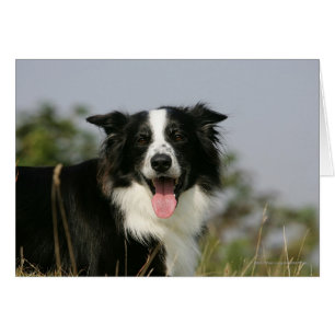 Border-Collie-KeuchenHeadshot 1