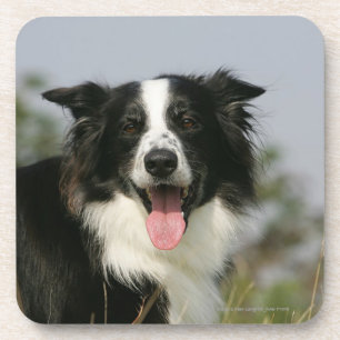 Border-Collie-KeuchenHeadshot 1 Untersetzer