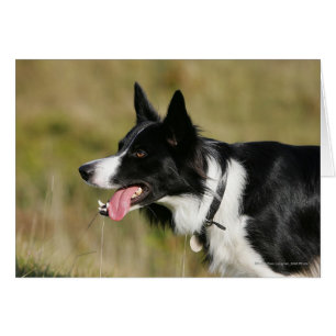 Border-Collie-KeuchenHeadshot 2