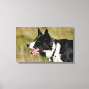 Border-Collie-KeuchenHeadshot 2 Leinwanddruck