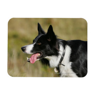 Border-Collie-KeuchenHeadshot 2 Magnet