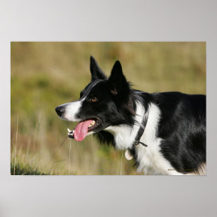 Border-Collie-KeuchenHeadshot 2 Poster
