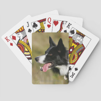 Border-Collie-KeuchenHeadshot 2 Spielkarten