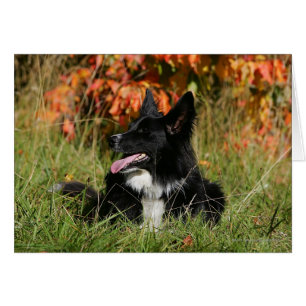 Border-Collie-Keuchenniederlegung