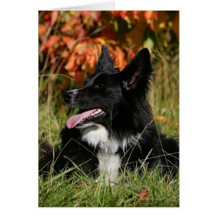 Border-Collie-Keuchenniederlegung