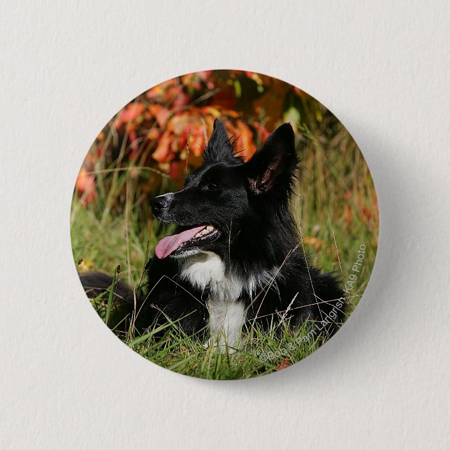 Border-Collie-Keuchenniederlegung Button (Vorderseite)