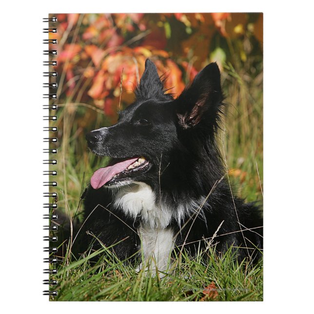 Border-Collie-Keuchenniederlegung Notizblock (Vorderseite)