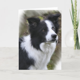 Border-Collie-Kunst-Geschenke Karte