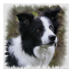 Border-Collie-Kunst Poster