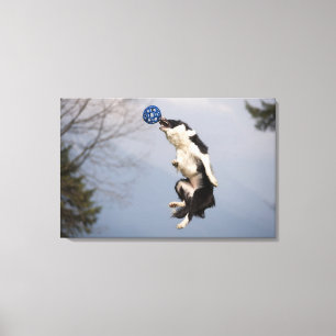 Border-Collie kurz vor dem Fangen des Ballhochs Leinwanddruck