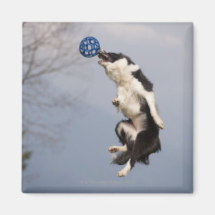 Border-Collie kurz vor dem Fangen des Ballhochs Magnet