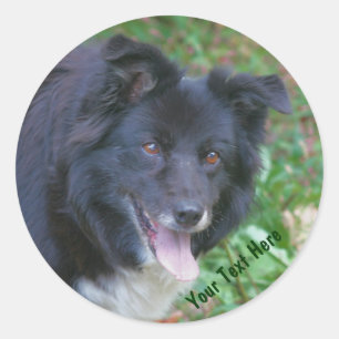 Border Collie lächelnd Niedlicher Hundsticker Runder Aufkleber