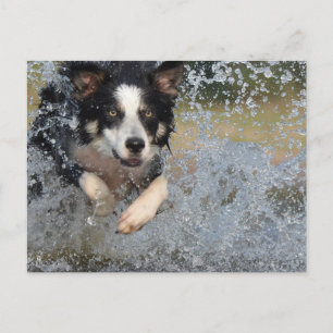 Border Collie läuft im Wasser Postkarte