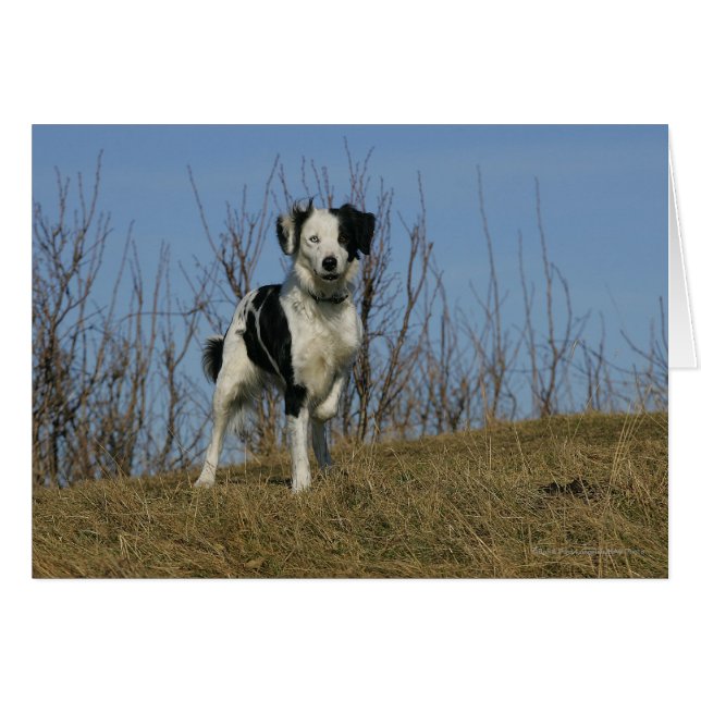Border Collie Leg angehoben (Vorderseite (Horizontal))