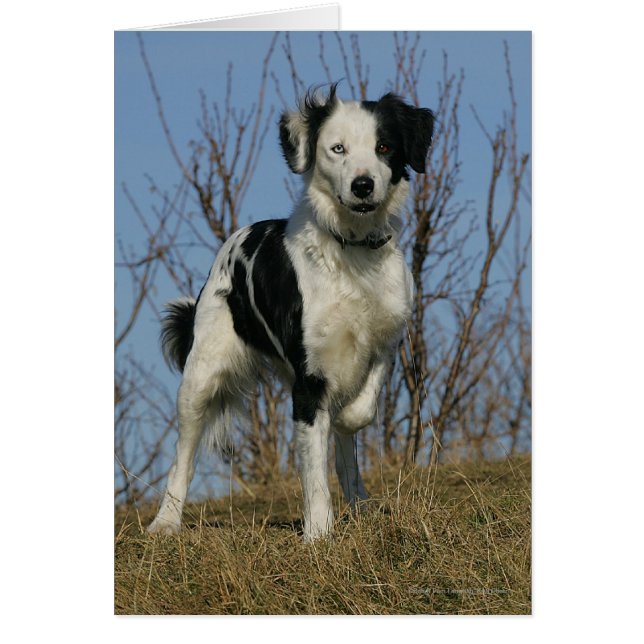 Border Collie Leg angehoben (Vorne)