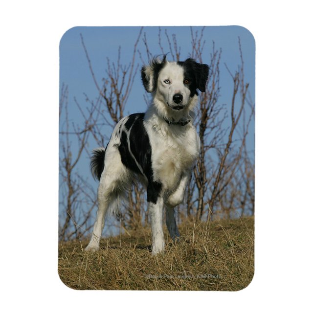 Border Collie Leg angehoben Magnet (Vertikal)