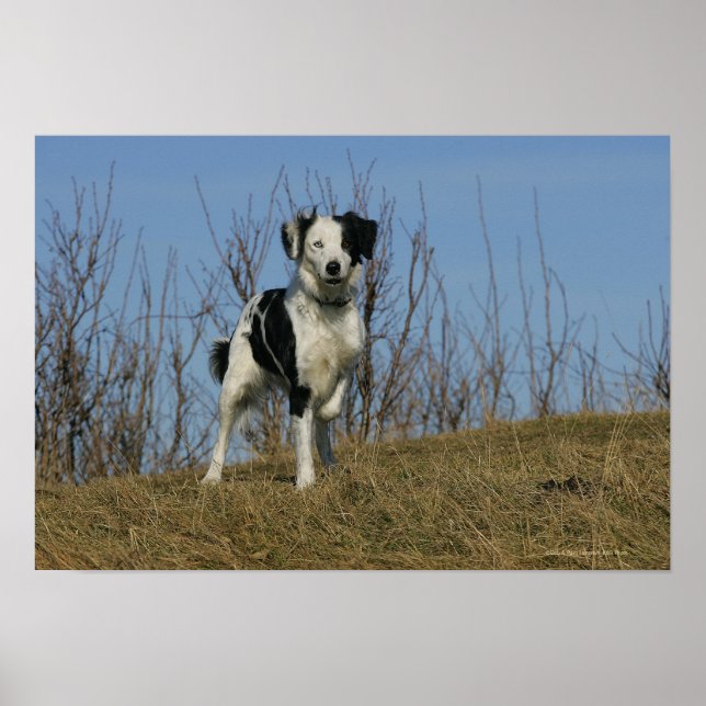 Border Collie Leg angehoben Poster (Vorne)