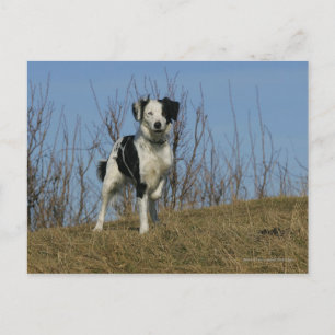 Border Collie Leg angehoben Postkarte