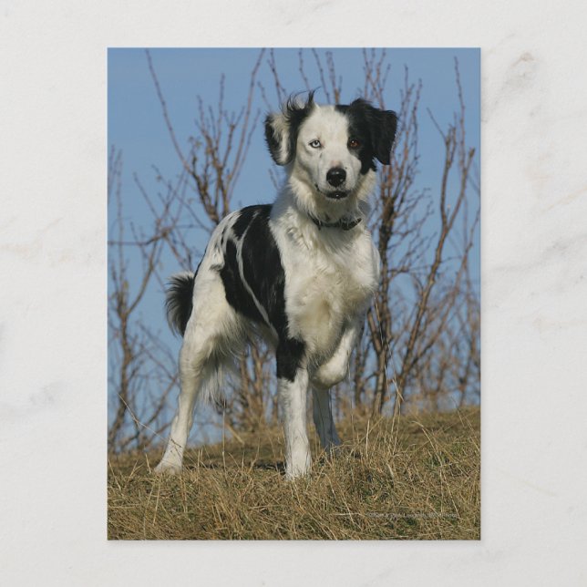 Border Collie Leg angehoben Postkarte (Vorderseite)