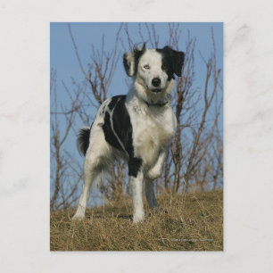 Border Collie Leg angehoben Postkarte