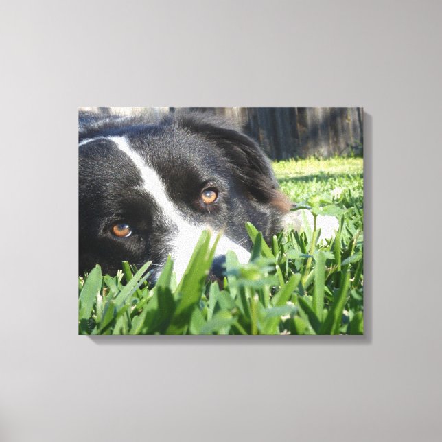 Border Collie Leinwanddruck (Vorderseite)