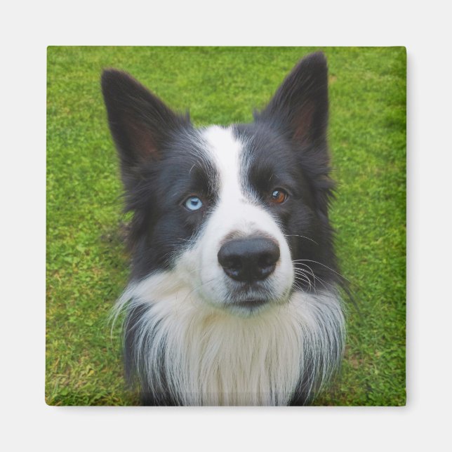 Border Collie Magnet (Vorne)