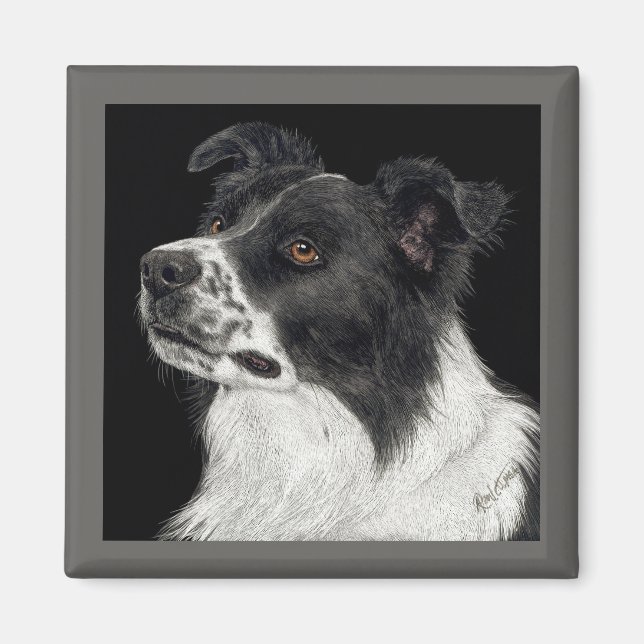 Border Collie Magnet - "Ben" (Vorne)