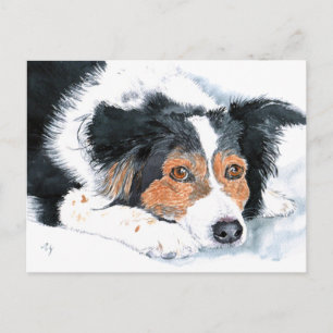Border Collie Mattie Post Cards Postkarte
