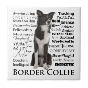 Border-Collie-Merkmal-Fliese Fliese
