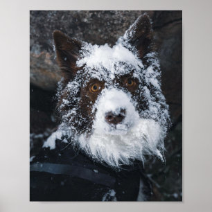 Border Collie mit schneebedecktem Gesicht und rote Poster