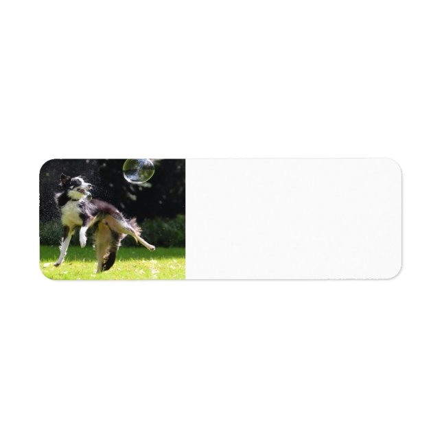 Border Collie mit Seifenblase (Vorne)