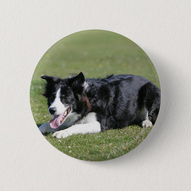 Border-Collie-Niederlegung Button (Vorderseite)