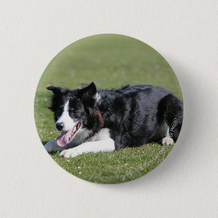 Border-Collie-Niederlegung Button