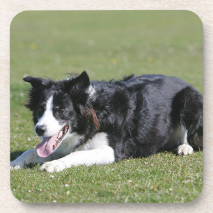Border-Collie-Niederlegung Getränkeuntersetzer