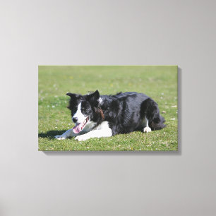 Border-Collie-Niederlegung Leinwanddruck