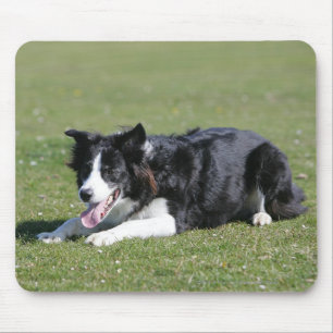 Border-Collie-Niederlegung Mousepad