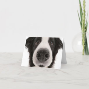Border-Collie Notecard Karte